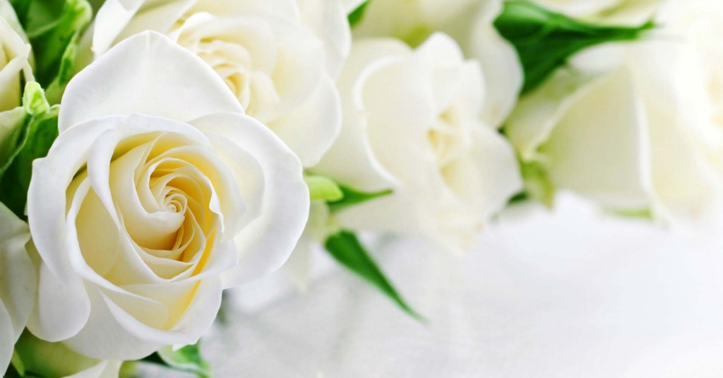 white-roses-flowers-rozy-belye копия.jpg